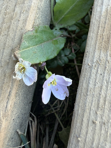 Cardamine pratensis observed 2026-08-25