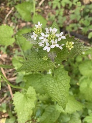 Alliaria petiolata