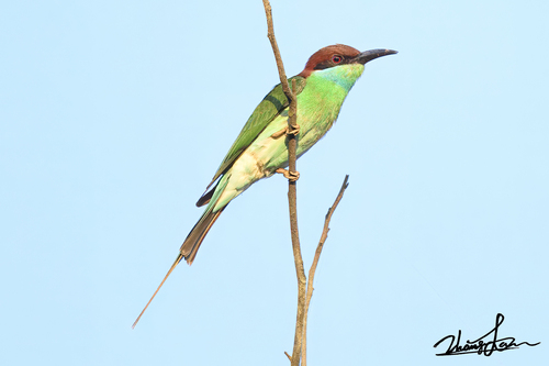 Blue-throated Bee-eater