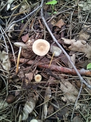 Strobilurus stephanocystis