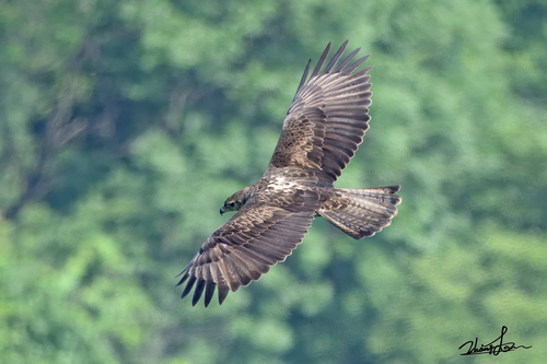 Bonelli's Eagle