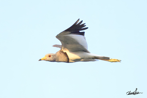 Grey-headed Lapwing