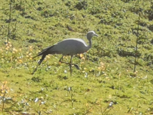 iNaturalist image