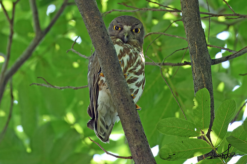 Northern Boobook