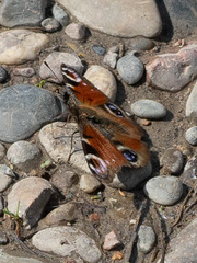 Aglais io
