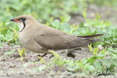 Oriental Pratincole
