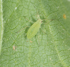 Macrosiphum euphorbiae