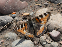 Aglais urticae
