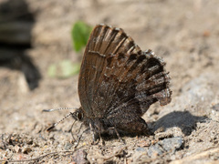 Ahlbergia frivaldszkyi