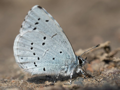 Celastrina argiolus