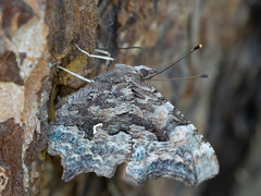 Polygonia c-album