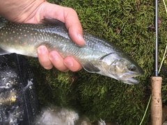 Salvelinus confluentus