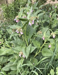 Symphytum × uplandicum