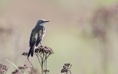 Motacilla flava flava