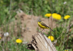 Motacilla flava flava