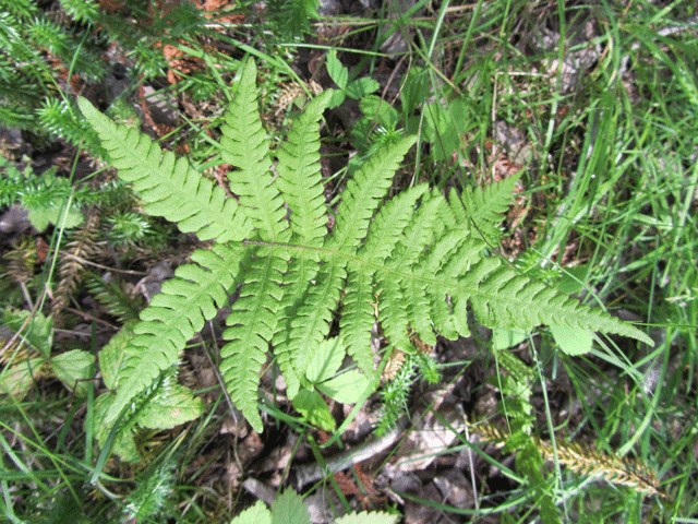 Phegopteris