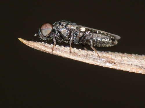 Scenopinidae