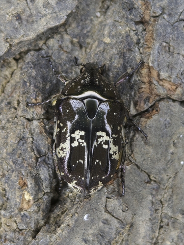 Mango Flower-beetle