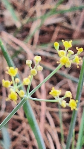 fennel