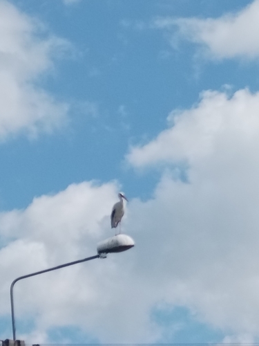 White Stork