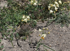 Triteleia ixioides scabra