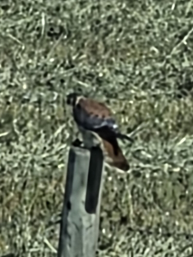 American Kestrel