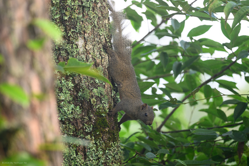 Pallas' Squirrel
