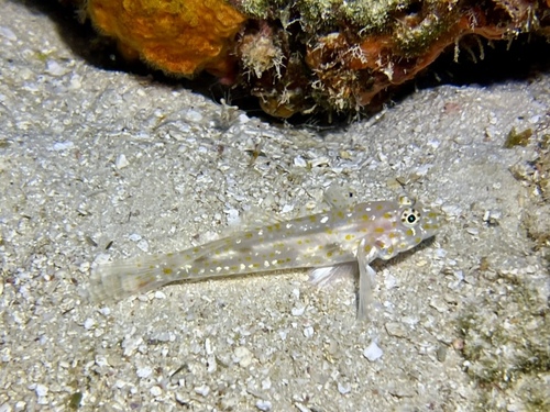 Fusigobius pallidus observed 2024-11-27