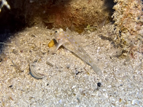 Fusigobius pallidus observed 2025-06-09