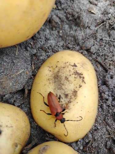 Red Pine Longhorn Beetle