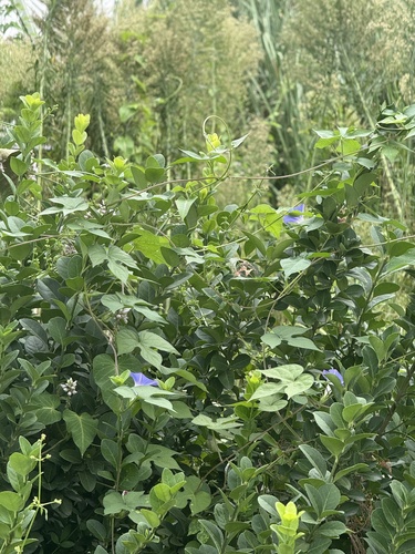oceanblue morning glory