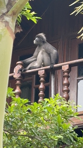 Dusky Leaf Monkey