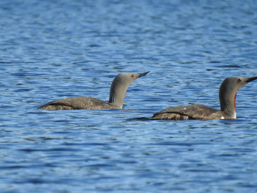 Red-throated Loon