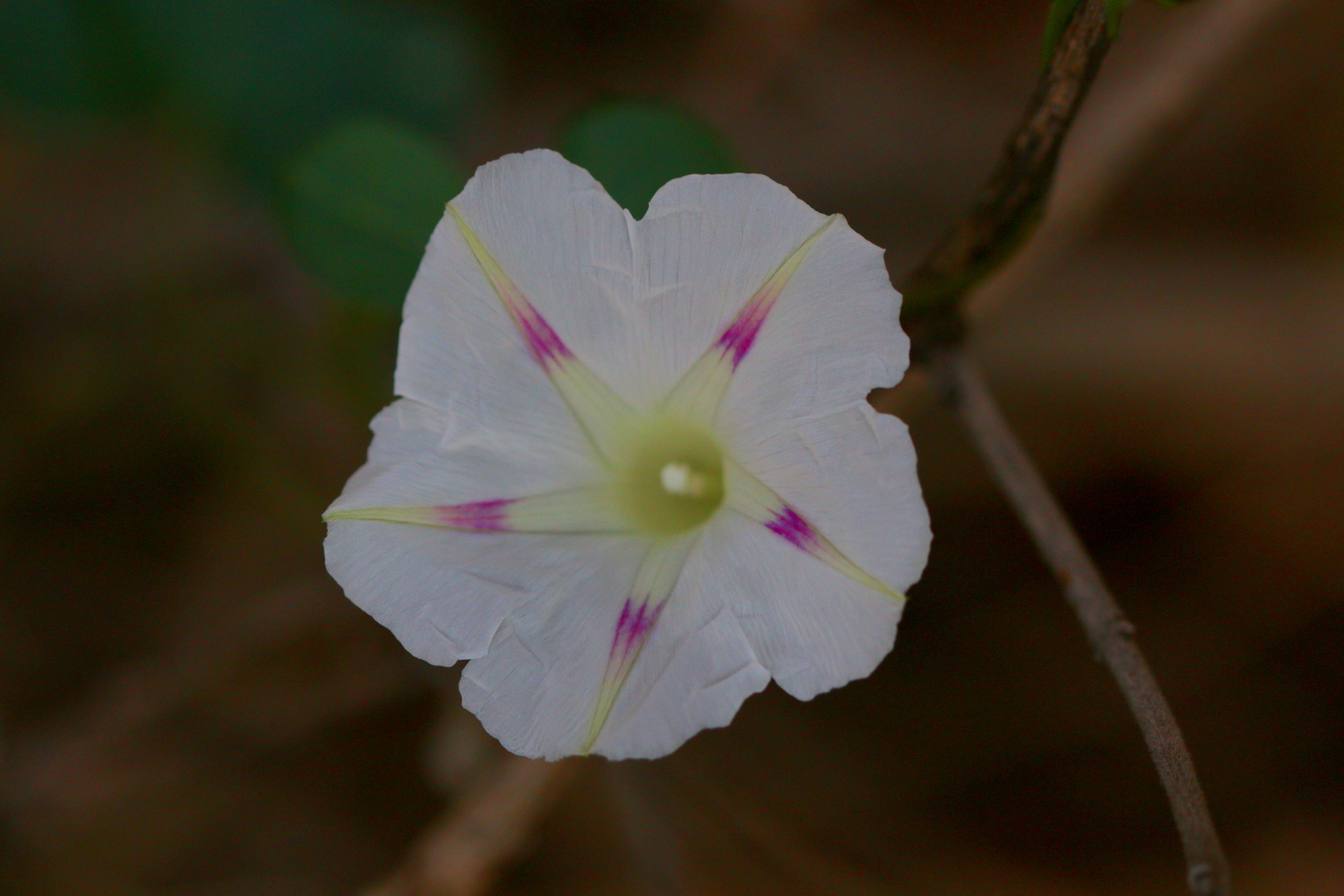 Campanilla Morada (Ipomoea purpurea) · NaturaLista Mexico