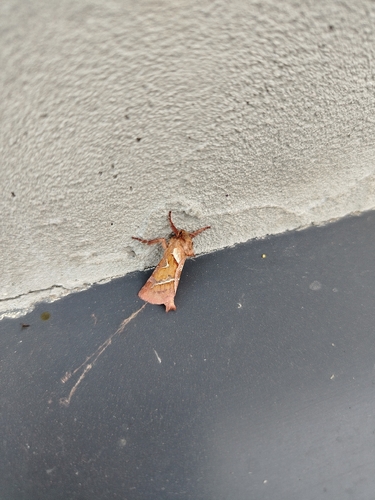 Orange Swift