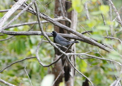 Schistochlamys melanopis