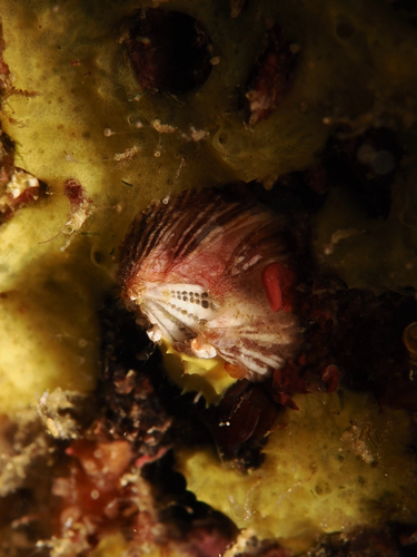 Balanus trigonus observed 2026-08-24