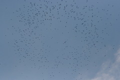 Streptoprocne zonaris