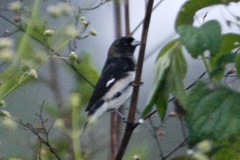 Sporophila luctuosa
