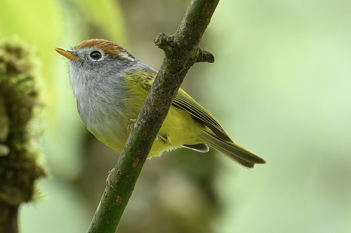 Chestnut-crowned Warbler