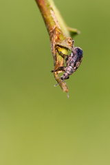 Polydrusus pilosus