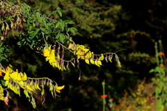 Crotalaria agatiflora