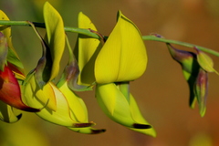 Crotalaria agatiflora