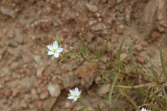 Spergularia macrotheca macrotheca