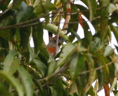 Synallaxis hypospodia