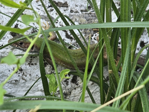 Green Lizard