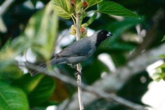 Schistochlamys melanopis