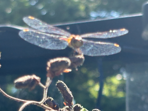 Meadowhawks