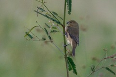 Sporophila luctuosa