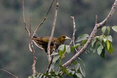 Psarocolius atrovirens